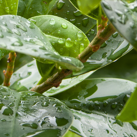 Photo portrait - Laurent CROUZET